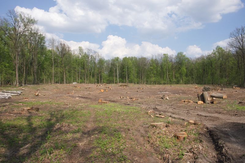 Brush Land Clearing