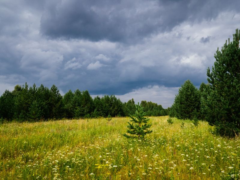 Land Clearing in Cumming, GA